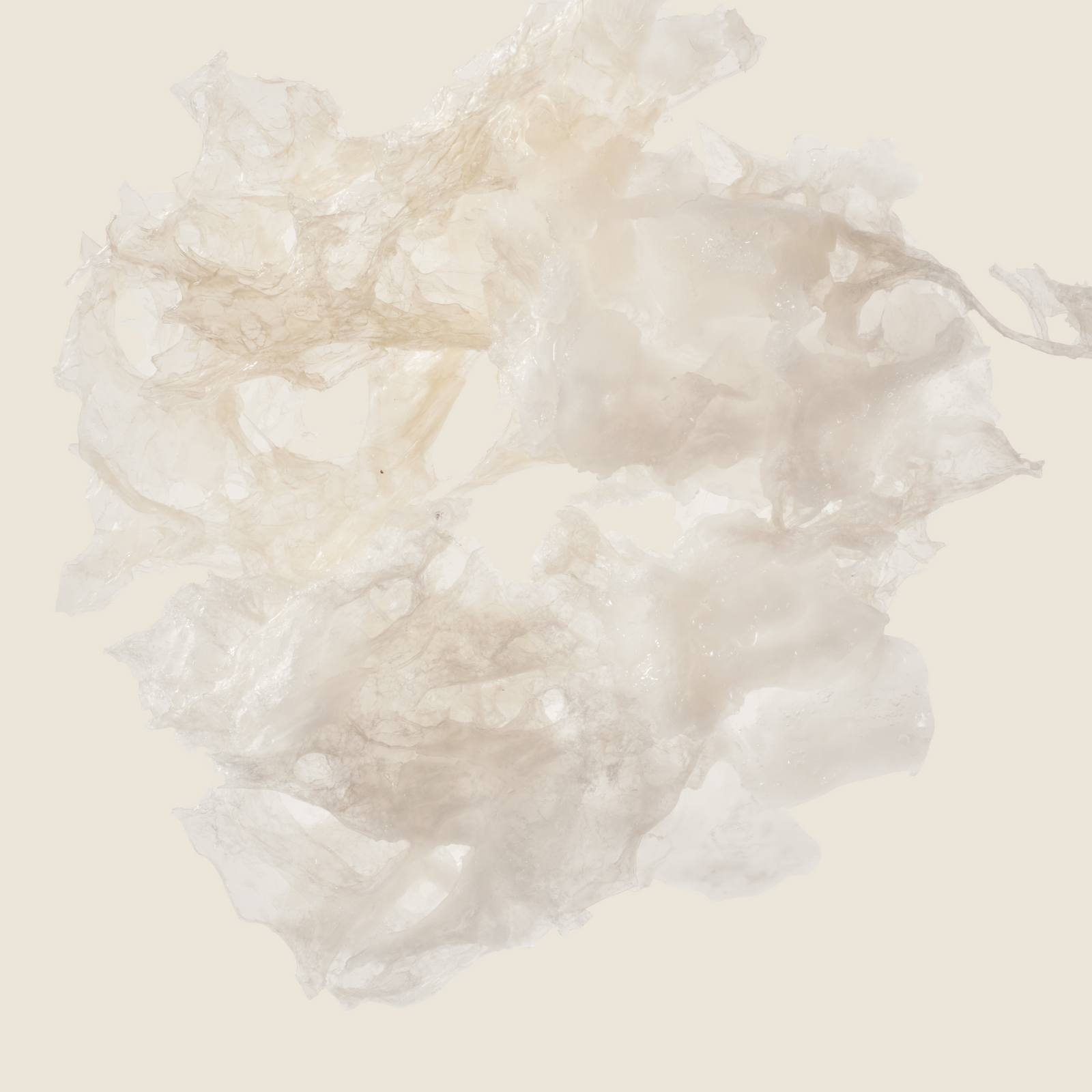 Your Complete Guide to Snow Mushroom for Skin