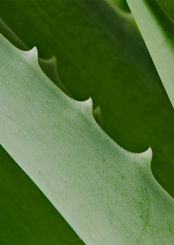 Aloe Leaf