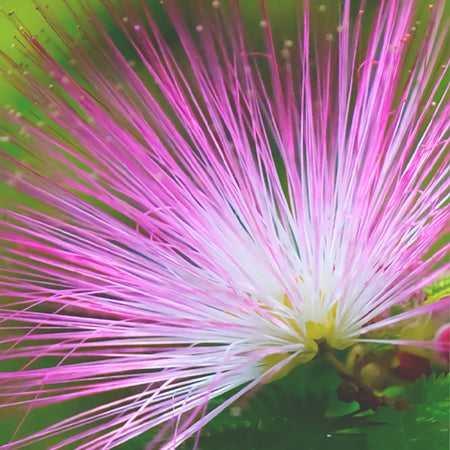 Silk Tree Extract