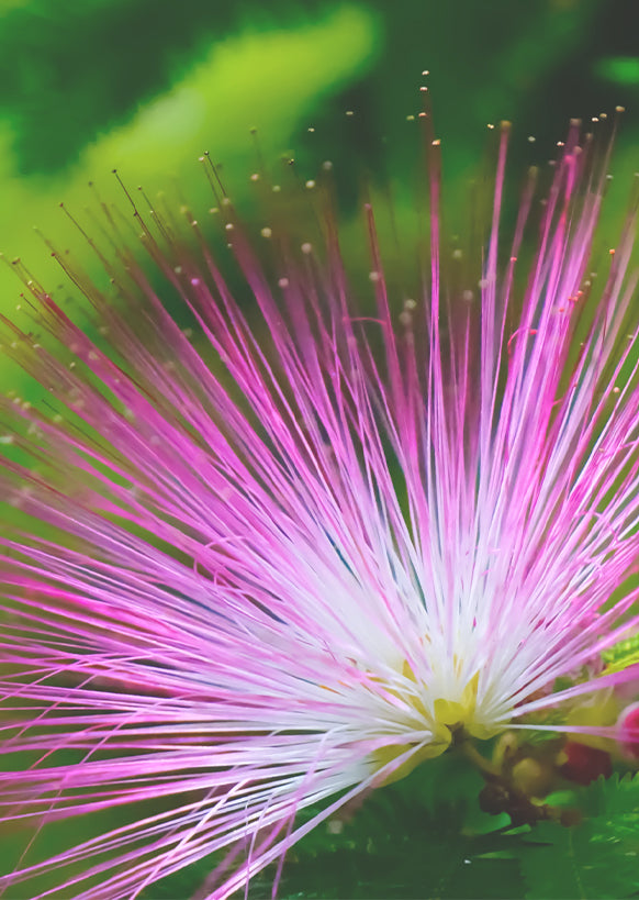 Silk Tree Extract