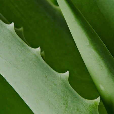 Aloe Leaf